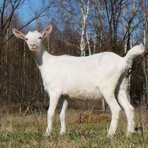 Продам (Зааненская) козу, или обменяю козочку